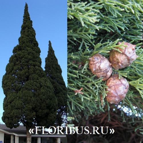 Кипарис Голдкрест Вилма в открытом грунте. Купрессус голд вилма, голдкрест и микрокарпа