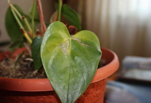 Желтеют листья у антуриума, что это. Почему у антуриума желтеют листья?