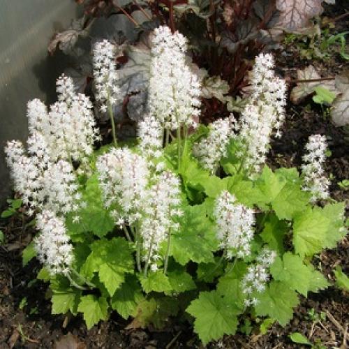 Тиарелла (тиарка) – посадка и уход. Фото