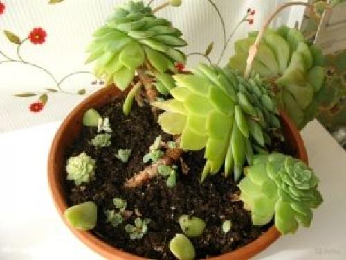 Эхеверия Черный принц уход в домашних. Уход за эхеверией в домашних условиях. Подробно