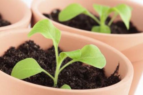 Укоренение черенков петунии в перлите. Как размножить петунию черенками в домашних условиях