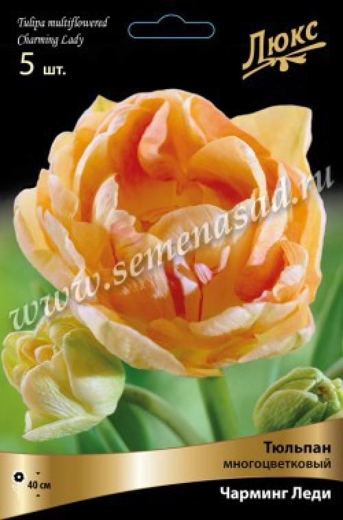 Тюльпан Многоцветковый Махровый Чарминг Леди. Тюльпан Чарминг Леди