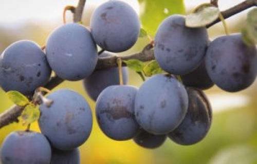 Что такое тернослива: биологические особенности