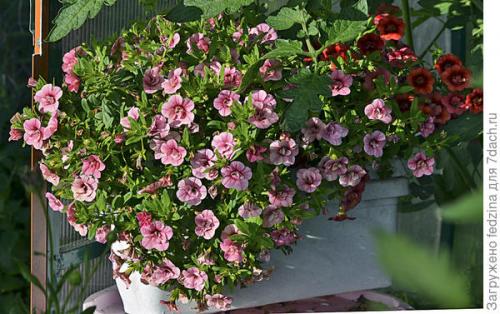 Калибрахоа лучшие сорта. Махровая калибрахоа