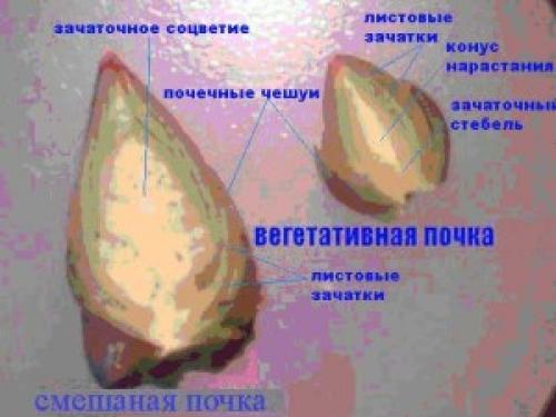 Изображение вегетативной почки