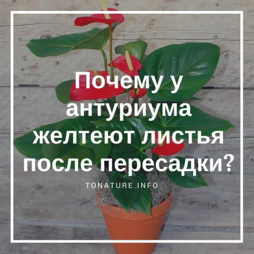После пересадки у антуриума желтеют листья, что делать. Почему у антуриума желтеют листья после пересадки?