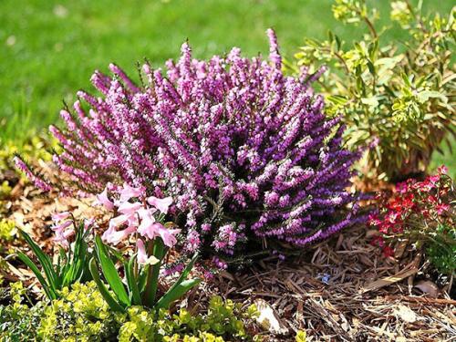 Эрика вереск Посадка и уход в. Растение эрика: посадка и уход в мельчайших подробностях