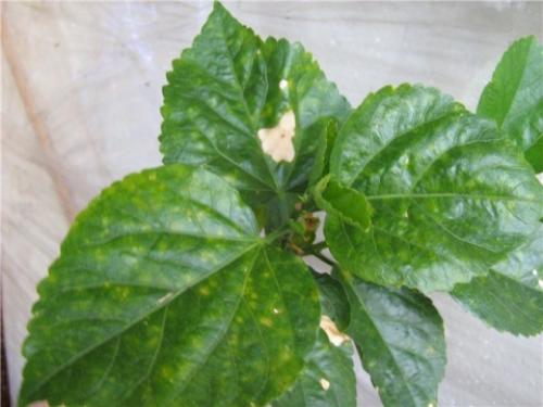 Бурые пятна на листьях гибискуса. Болезни гибискуса