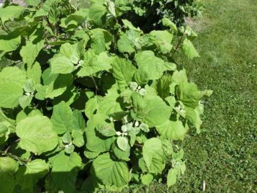 У гортензии скручиваются края листьев. Чернеют кончики листьев гортензии, засыхают и сворачиваются. Даже не зацвели.