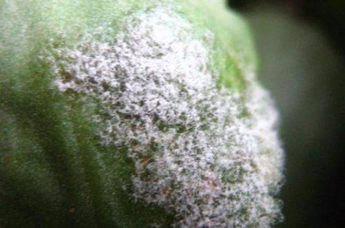 На каланхоэ листья покрываются коричневыми пятнами. Основные болезни каланхоэ, лечение в домашних условиях