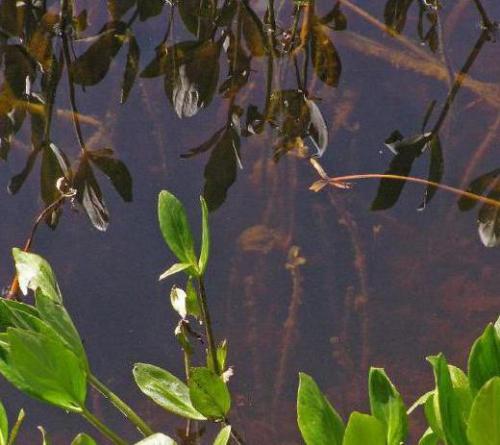 Вахта трехлистная польза и вред. Вахта трехлистная: описание, полезные свойства, применение, показания и противопоказания