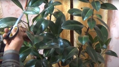Обрезка фикуса каучуконосного