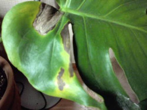 Формирование монстеры. Комнатная пышная монстера – уход и особенности растения