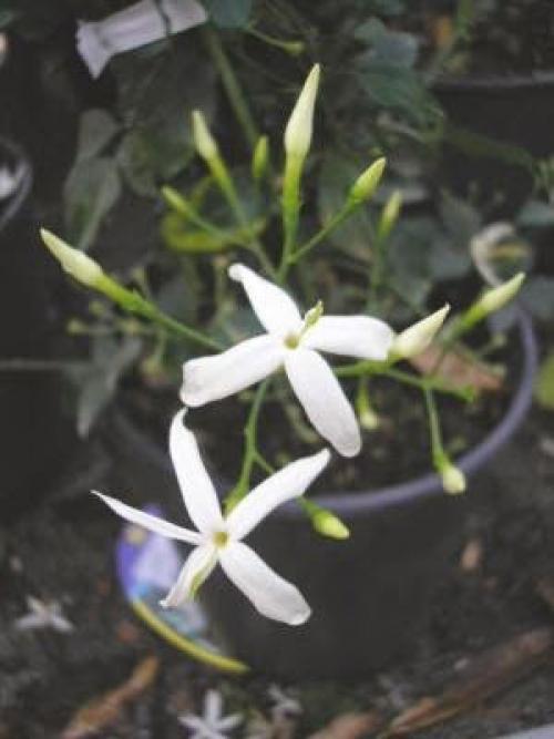 Trachelospermum jasminoides растение. Ринкоспермум жасминовидный (=Rhyncospermum jasminoides, =Trachelospermum jasminoides)