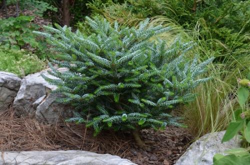 Abies koreana. Агротехника выращивания и лучшие сорта пихты корейской