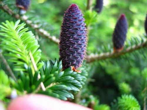 Abies koreana. Агротехника выращивания и лучшие сорта пихты корейской