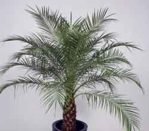 Ховея и хамедорея. Комнатные пальмы