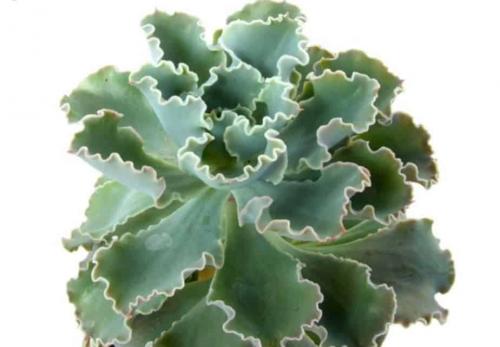 Эхеверия миранда. Виды эхеверий для комнатного цветоводства