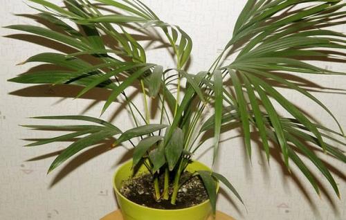 Ховея и хамедорея. Ховея — изысканная пальма для стильного дома