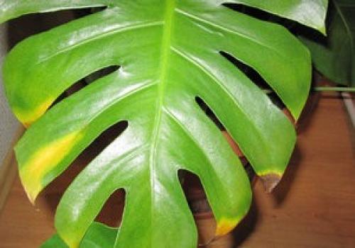 Формирование монстеры. Комнатная пышная монстера – уход и особенности растения