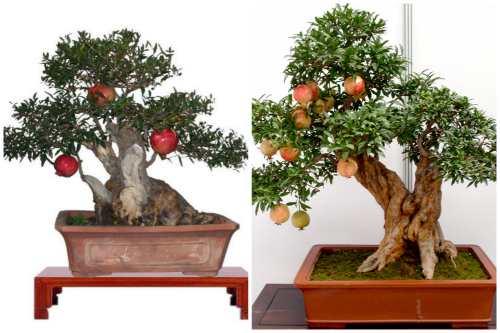 Как вырастить карликовый гранат в домашних условиях: пошаговая инструкция