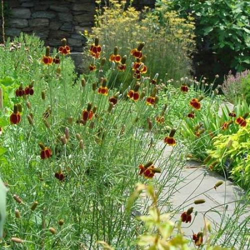 Цветок ратибида мексиканская шляпа. Экзотическая ратибида или Мексиканская шляпа