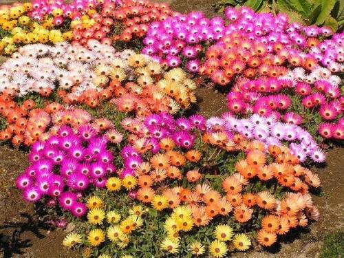 Мезембриантемум хрустальный или хрустальная трава. Завораживающая красота! МЕЗЕМБРИАНТЕМУМ (ХРУСТАЛЬНАЯ ТРАВА)