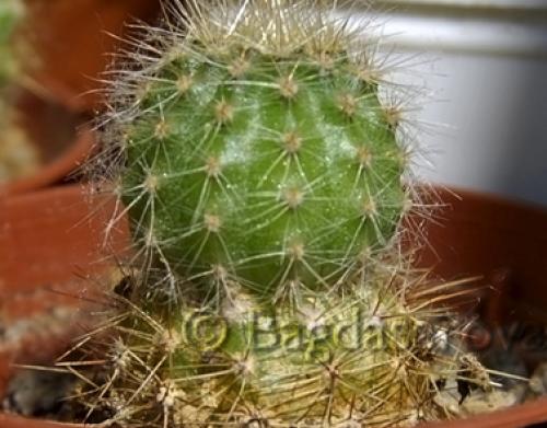 На, кактусе белый пух. Клещи на кактусах