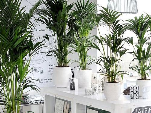 Ховея и хамедорея. Ховея — изысканная пальма для стильного дома