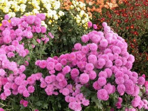Сорта хризантем крупноцветковых. Корейские хризантемы, сорта и их описание