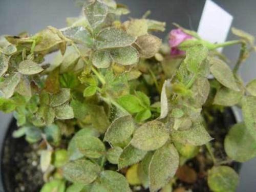 Комнатная Роза сохнут листья. Спасаем розу в горшке от усыхания