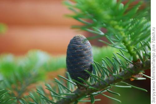 Ель с синими шишками. Пихта корейская - мой хвойный фаворит