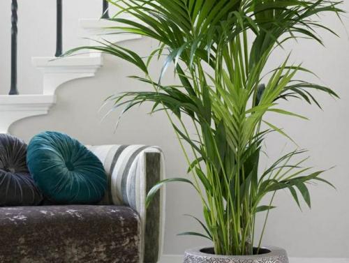 Как ухаживать за ховея в домашних условиях. Ховея