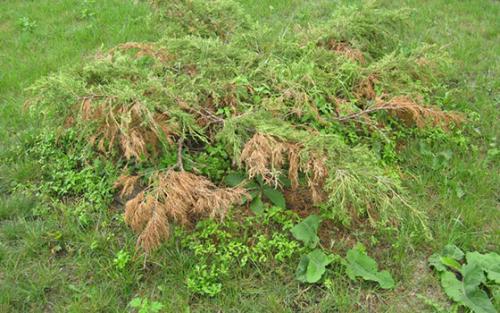 Фунгициды для хвойных. Виды ржавчин у хвойных