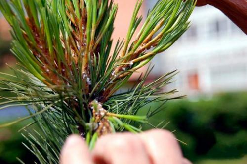 Болезни хвойных белый налет. Белый налет, желтая хвоя, усыхающие ветви: как бороться с болезнями сосны