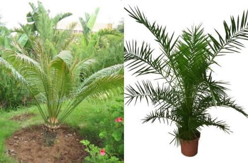 Финик пальчатый. Финиковая пальма