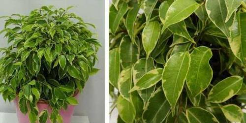 Фикус Бенджамина уход. Что такое фикус Бенджамина