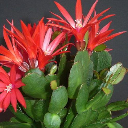 Хатиора розовая. Виды хатиоры и фото комнатного цветка в период цветения