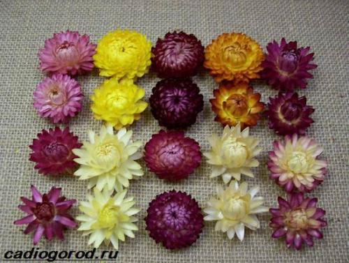 Гелихризум розовый фарфор. Гелихризум цветок. Выращивание гелихризума. Уход за гелихризумом