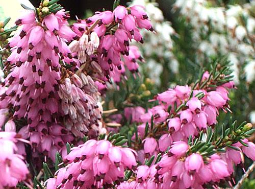 Вереск беоли кримсон. Посадка и уход за вереском на приусадебном участке