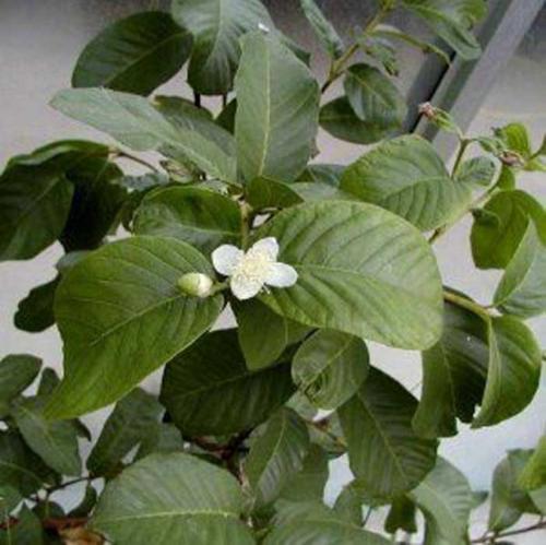 Псидиум земляничный. Гуава Кеттли или земляничная гуава особенности выращивания