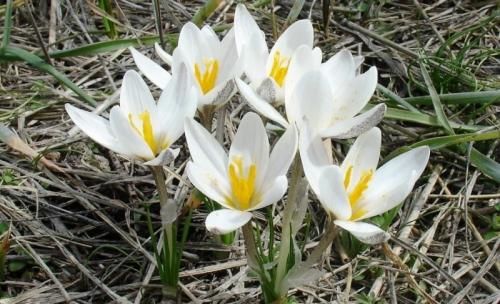 Цветок крокус описание. Весенние крокусы — описание и виды