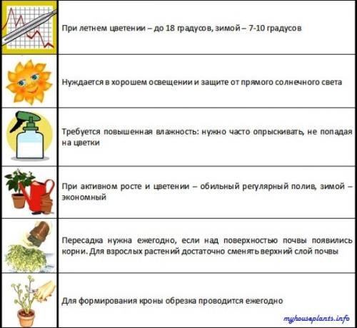 Комнатное растение колокольчик равнолистный. Колокольчик равнолистный