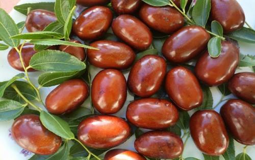 Японский финик. Китайские финики унаби: полезные свойства и вред