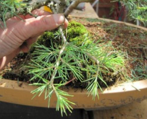 Пересадка саженцев кедра. Пересадка кедра