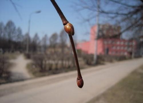 Липа европейская жилкование. Строение липы