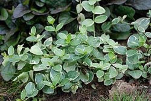 Барвинок зимостойкость. Барвинок