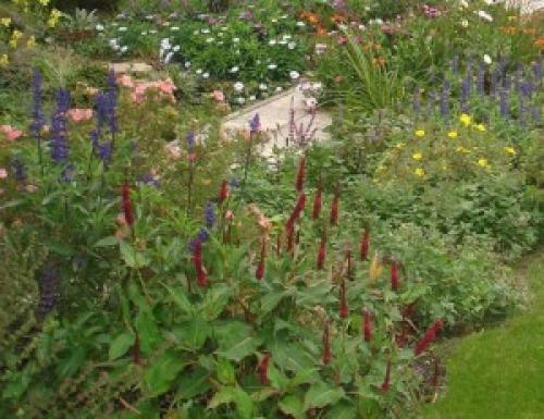 Горец змеиный в саду. Мой любимый горец