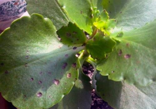 На каланхоэ листья покрываются коричневыми пятнами. Основные болезни каланхоэ, лечение в домашних условиях