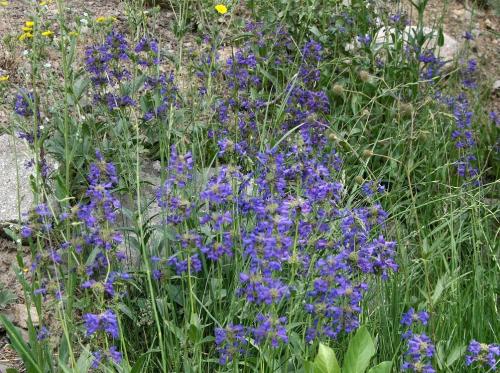 Пенстемон Хаскер Ред описание. Ботаническое описание